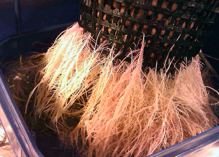 Корневая система каннабиса Корневая система каннабиса