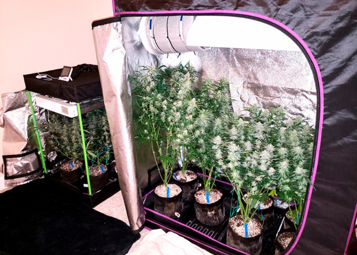 Краткое пособие по выращиванию конопли Краткое пособие по выращиванию конопли