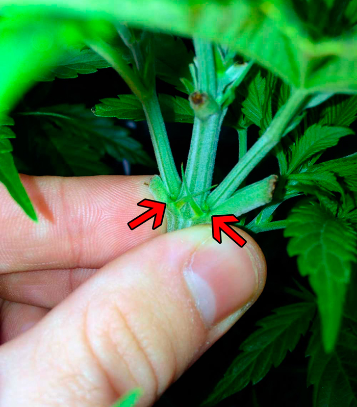 Можно ли узнать пол молодого растения каннабиса Можно ли узнать пол молодого растения каннабиса