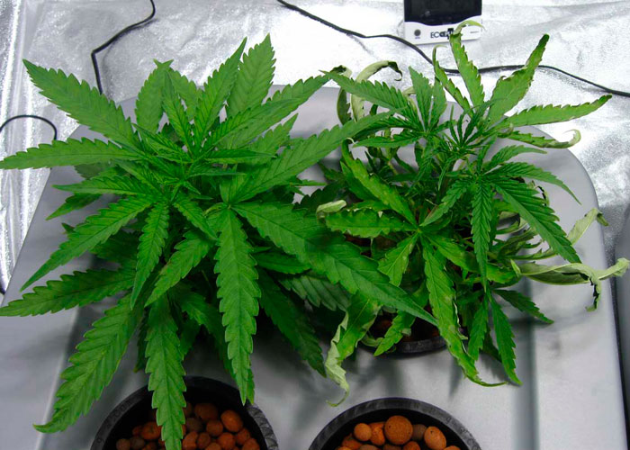 Гниение корней каннабиса Гниение корней каннабиса