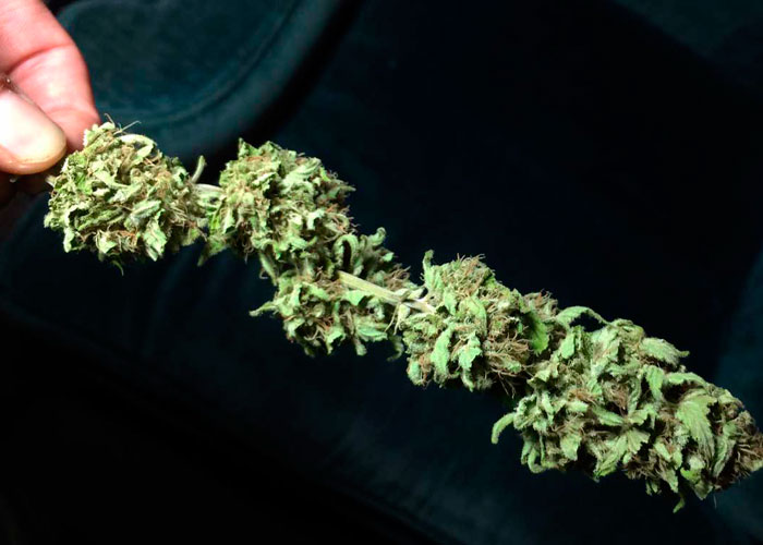 Как влияют свет и температура на качество марихуаны Как влияют свет и температура на качество марихуаны