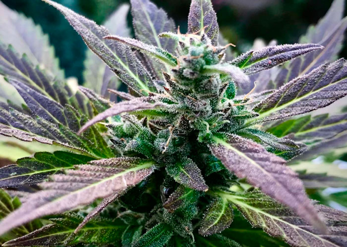 Виды и сорта конопли Виды и сорта конопли