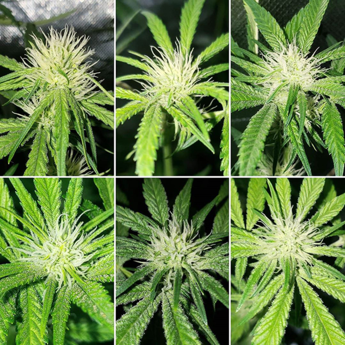 Тонкие женские белесые волоски Тонкие женские белесые волоски