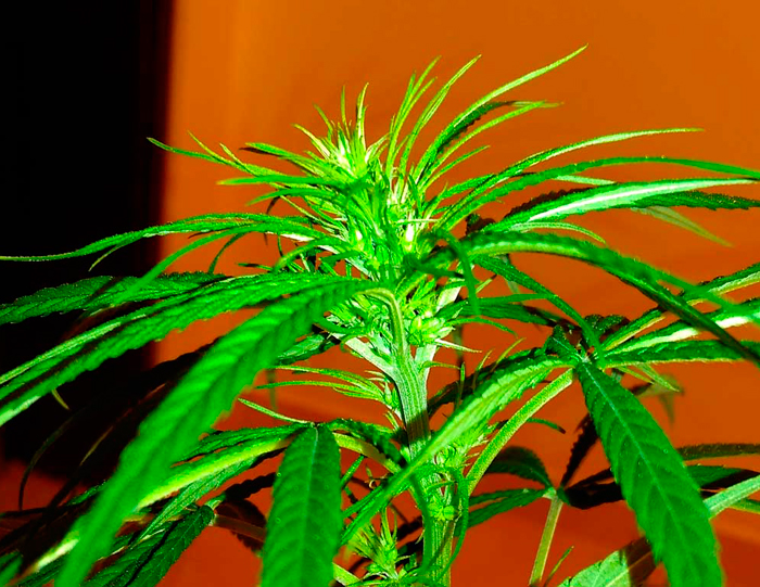 Макрофотография мужского прецвета на молодом растении конопли Макрофотография мужского прецвета на молодом растении конопли