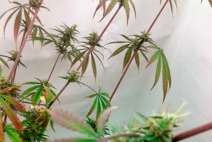 Повышенное листообразование Повышенное листообразование