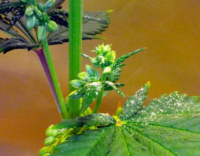 Макрофотография мужского прецвета на молодом растении конопли Макрофотография мужского прецвета на молодом растении конопли