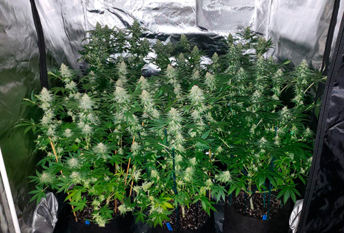 аппетитные шишки аппетитные шишки