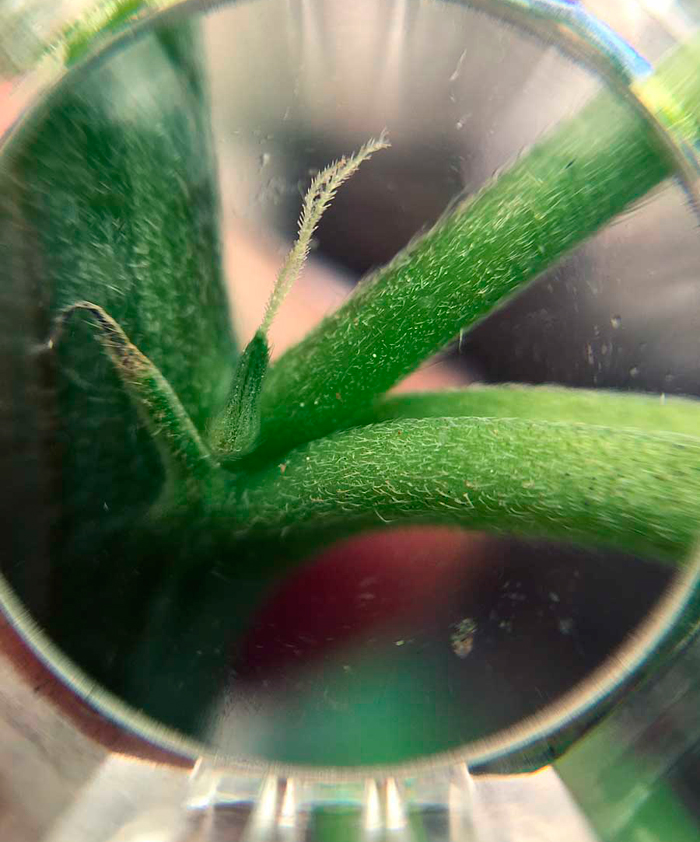 Макрофотография мужского прецвета на молодом растении конопли Макрофотография мужского прецвета на молодом растении конопли