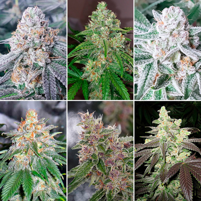 аппетитные шишки аппетитные шишки