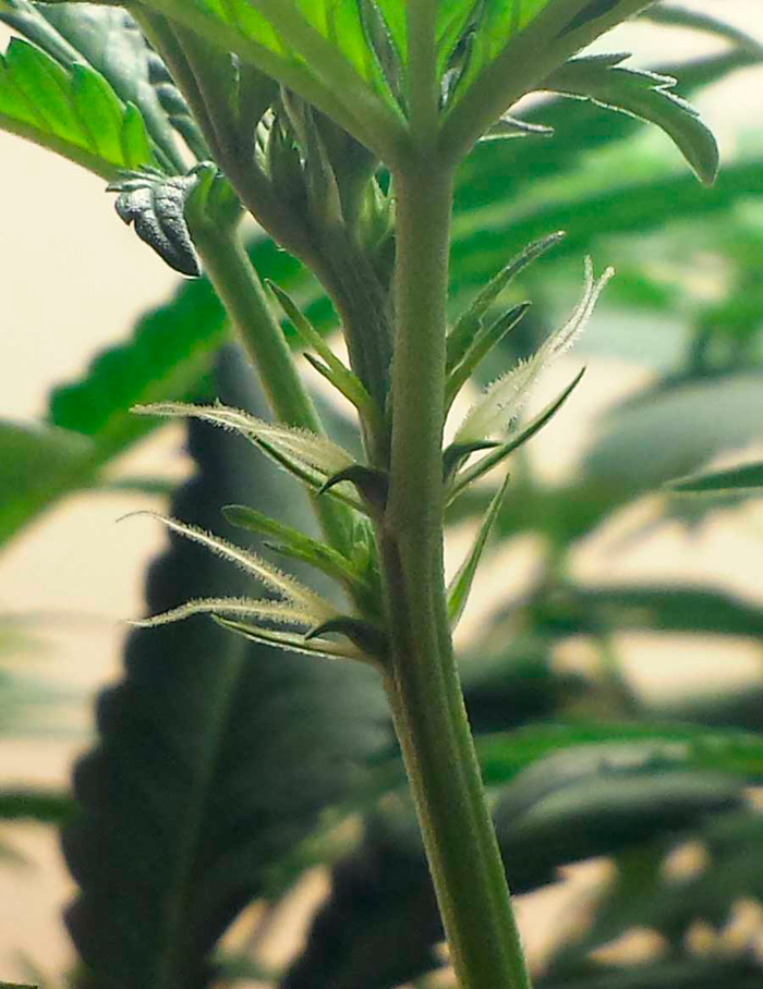 Макрофотография мужского прецвета на молодом растении конопли Макрофотография мужского прецвета на молодом растении конопли