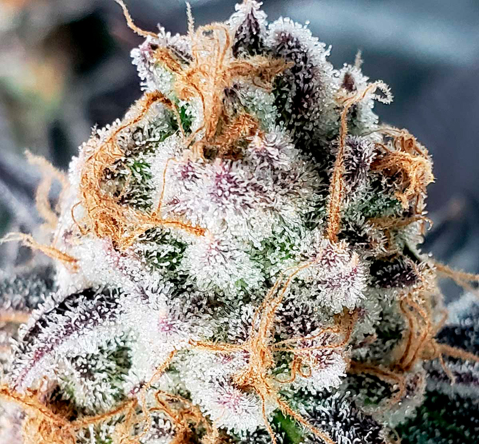 аппетитные шишки аппетитные шишки