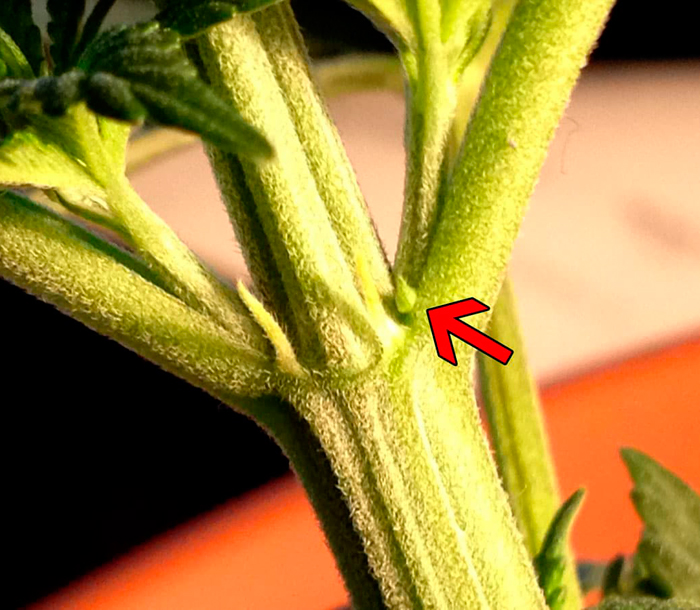 Макрофотография мужского прецвета на молодом растении конопли Макрофотография мужского прецвета на молодом растении конопли