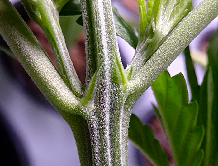 Макрофотография мужского прецвета на молодом растении конопли Макрофотография мужского прецвета на молодом растении конопли