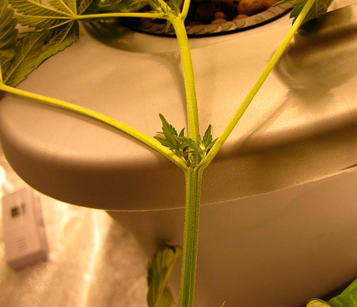 Макрофотография мужского прецвета на молодом растении конопли Макрофотография мужского прецвета на молодом растении конопли