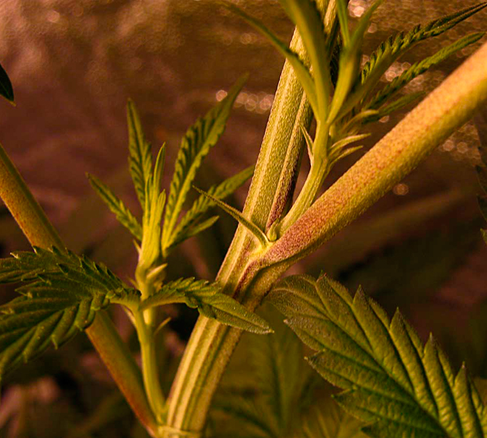 Макрофотография мужского прецвета на молодом растении конопли Макрофотография мужского прецвета на молодом растении конопли