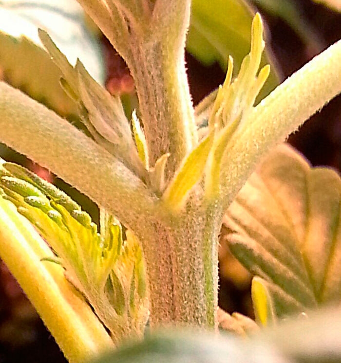 Макрофотография мужского прецвета на молодом растении конопли Макрофотография мужского прецвета на молодом растении конопли