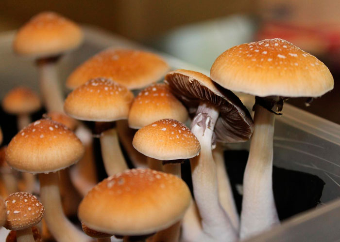 Основные ошибки начинающих грибников Основные ошибки начинающих грибников