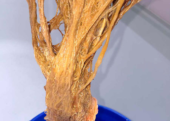 Гниение корней каннабиса Гниение корней каннабиса