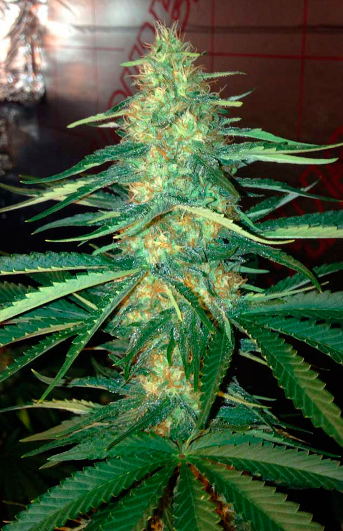 Как влияют свет и температура на качество марихуаны Как влияют свет и температура на качество марихуаны