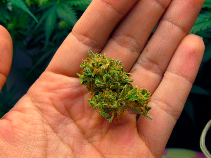 Пример плохой работы гровера. Слишком воздушное и рыхлое соцветие Пример плохой работы гровера. Слишком воздушное и рыхлое соцветие