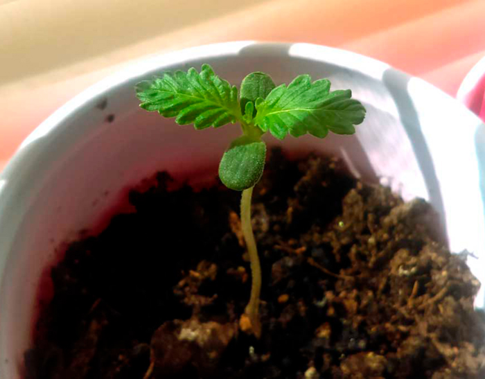 Краткое пособие по выращиванию конопли Краткое пособие по выращиванию конопли