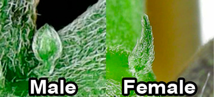 Для тех из нас, кто привык определять на глаз Для тех из нас, кто привык определять на глаз