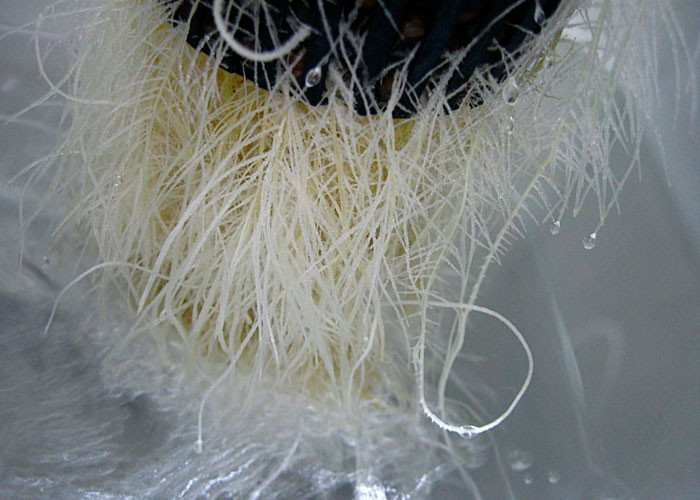 Гниение корней каннабиса Гниение корней каннабиса