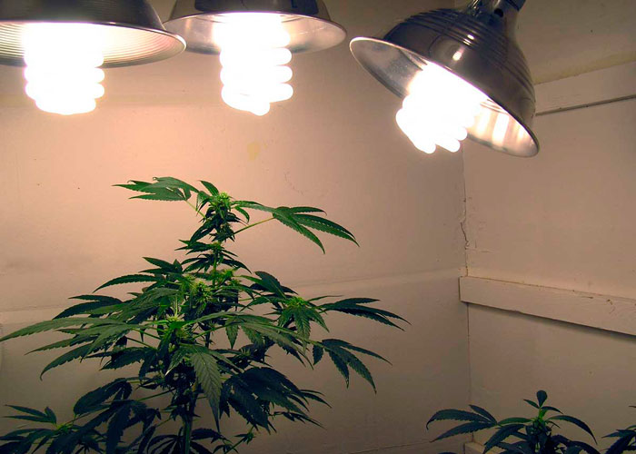 Как влияют свет и температура на качество марихуаны Как влияют свет и температура на качество марихуаны