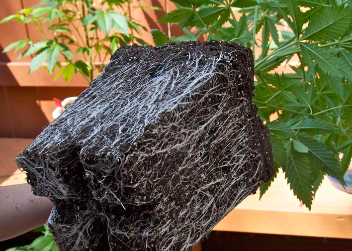 Корневая система каннабиса Корневая система каннабиса