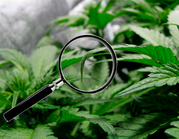 пожелтение некоторых листьев пожелтение некоторых листьев