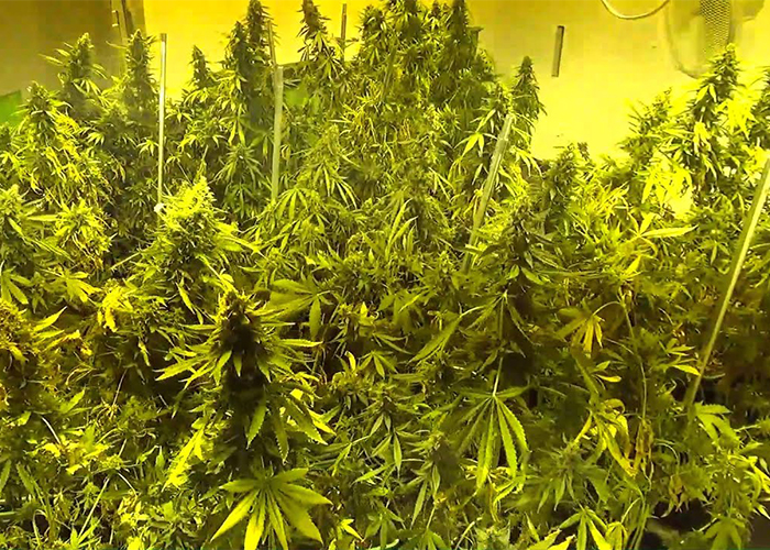 Особенности выращивания конопли Особенности выращивания конопли