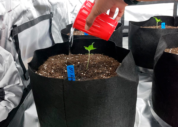 Краткое пособие по выращиванию конопли Краткое пособие по выращиванию конопли