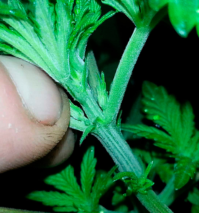 Мужские предцветы Мужские предцветы