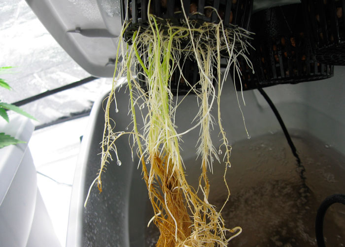 Гниение корней каннабиса Гниение корней каннабиса