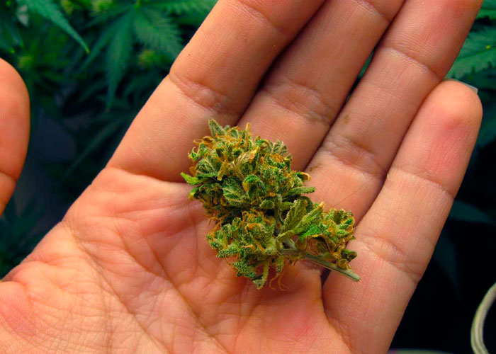 Как влияют свет и температура на качество марихуаны Как влияют свет и температура на качество марихуаны