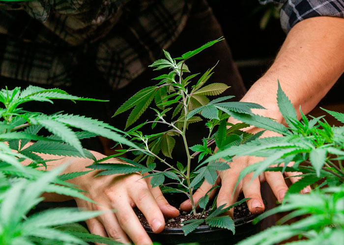 Корневая система каннабиса Корневая система каннабиса