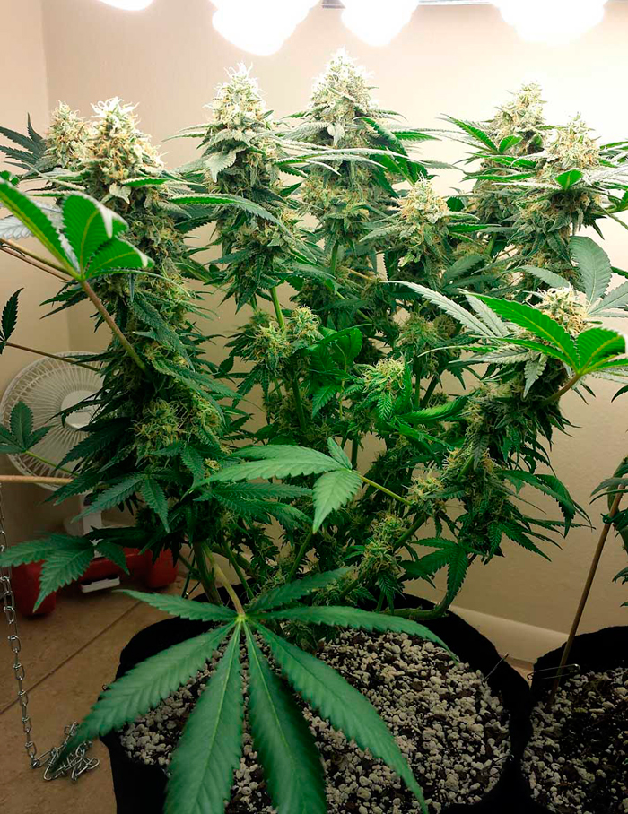 Что касается флуоресцентных источников света, они также эффективны Что касается флуоресцентных источников света, они также эффективны