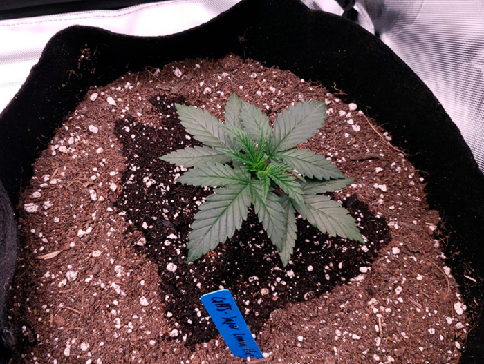 Краткое пособие по выращиванию конопли Краткое пособие по выращиванию конопли