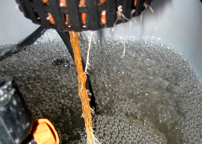 Гниение корней каннабиса Гниение корней каннабиса