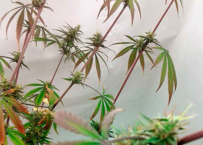 Как влияют свет и температура на качество марихуаны Как влияют свет и температура на качество марихуаны