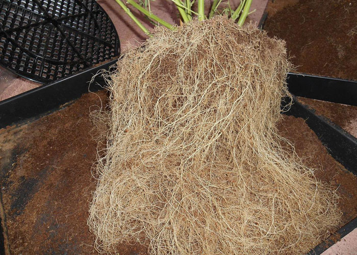 Корневая система каннабиса Корневая система каннабиса