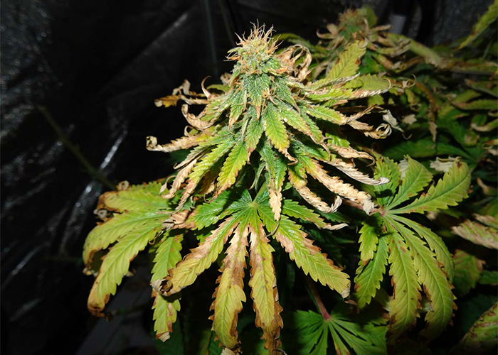 Как определить тепловой стресс конопли? Как определить тепловой стресс конопли?