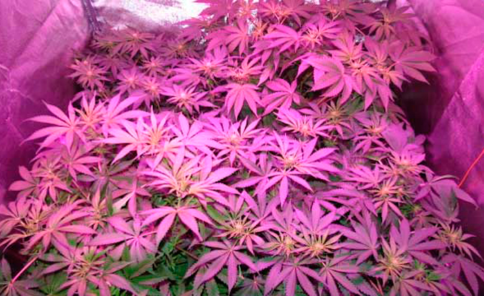 Что касается флуоресцентных источников света, они также эффективны Что касается флуоресцентных источников света, они также эффективны