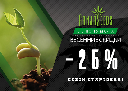 Весенняя акция - скидки на семена каннабиса и споры грибов Весенняя акция - скидки на семена каннабиса и споры грибов