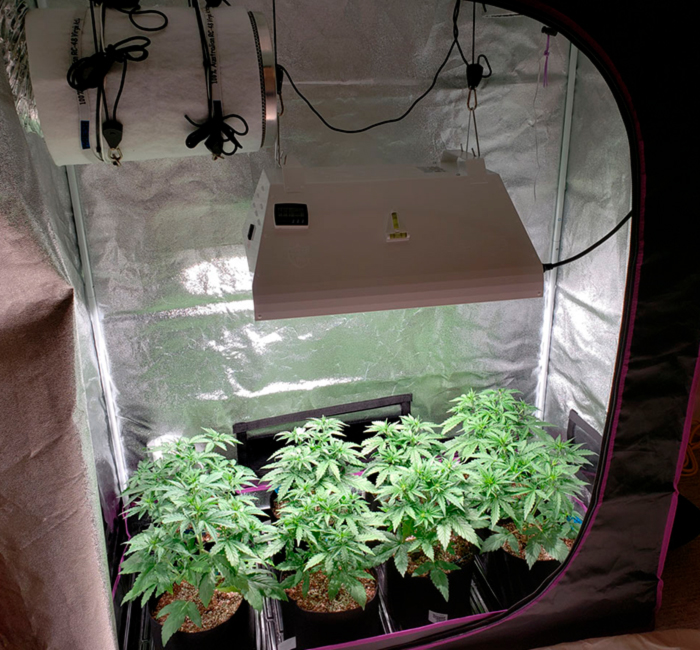 Краткое пособие по выращиванию конопли Краткое пособие по выращиванию конопли