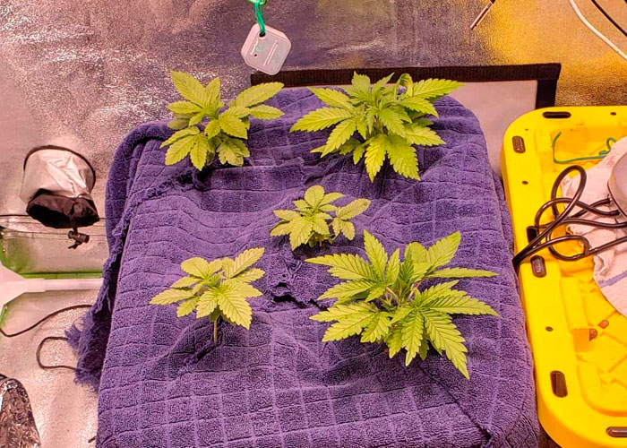 Гниение корней каннабиса Гниение корней каннабиса