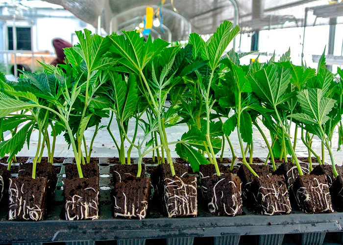 Корневая система каннабиса Корневая система каннабиса