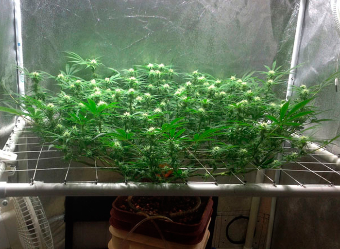 формирует несколько первичных почек вместо одной формирует несколько первичных почек вместо одной