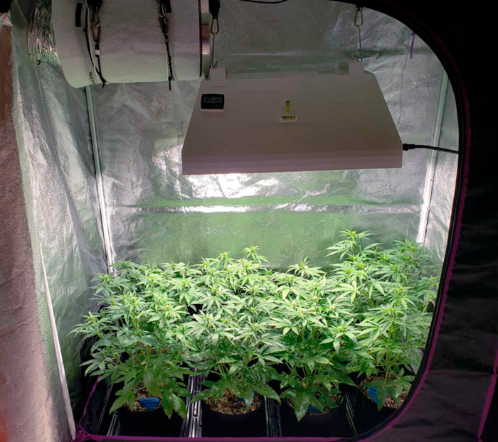 Краткое пособие по выращиванию конопли Краткое пособие по выращиванию конопли