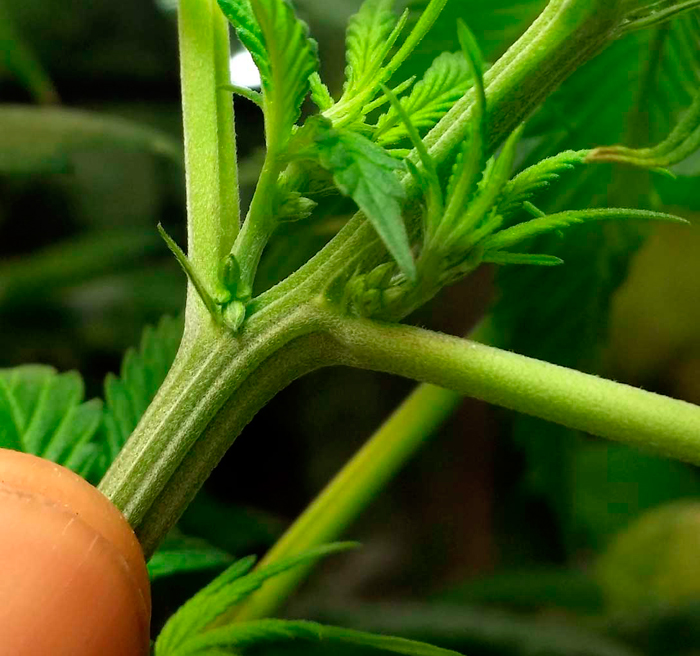 Макрофотография мужского прецвета на молодом растении конопли Макрофотография мужского прецвета на молодом растении конопли